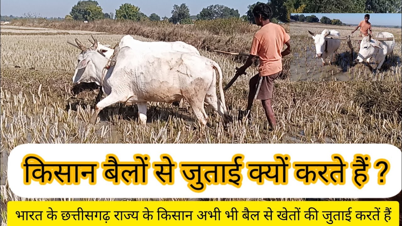 आज भी छत्तीसगढ़ के गांवो में होती हैं  हल,और बैल से खेती ||बैलों से खेती करने के हजारों फायदे #india