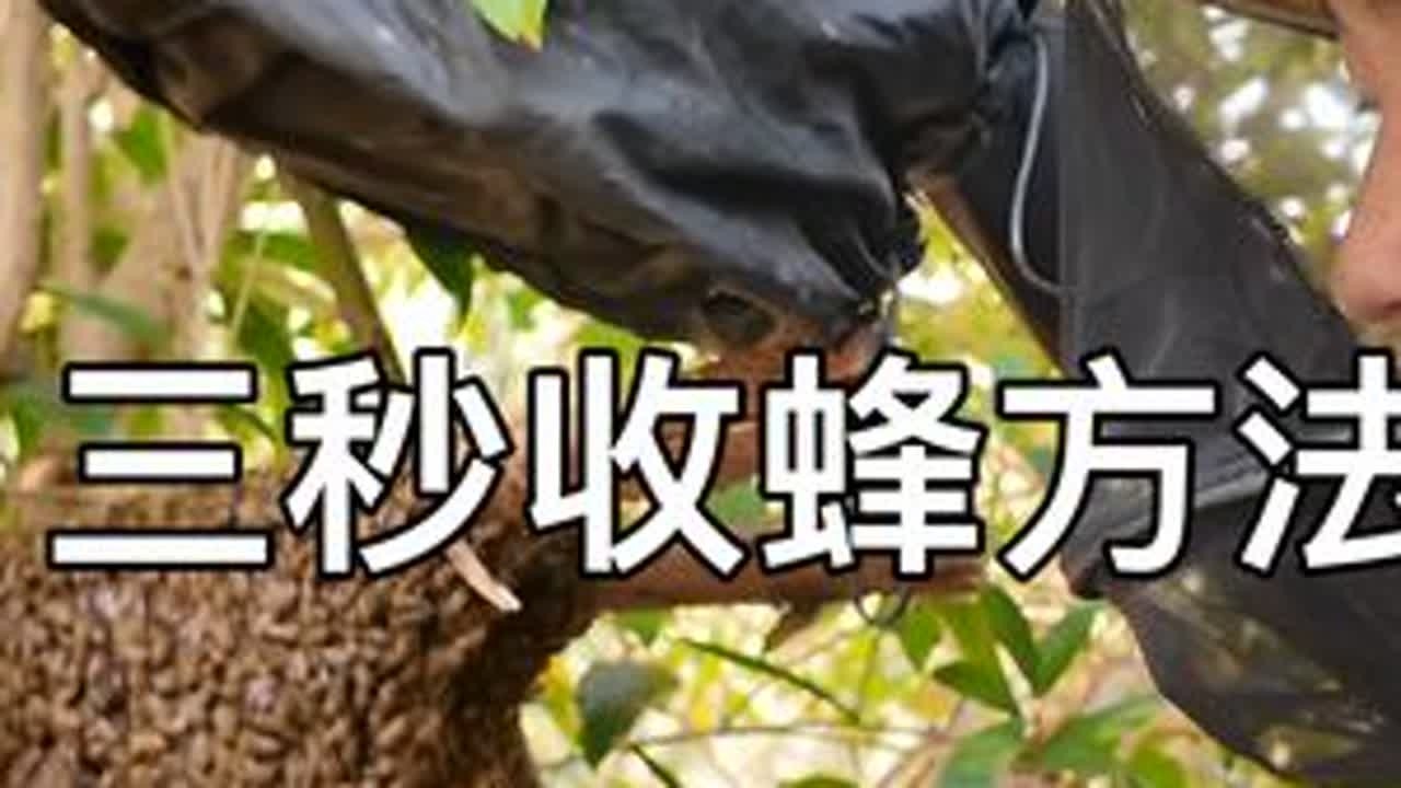 新王一样分蜂，是谁说处女王就不过分 #收蜂笼 #快速收蜂 #蜜蜂过箱 #带蜂交尾 #养蜂技术分享
