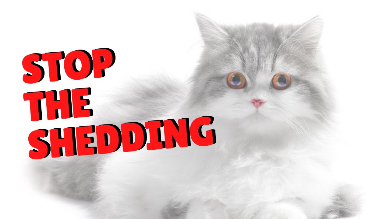 Stop The Shedding | Two Crazy Cat Ladies