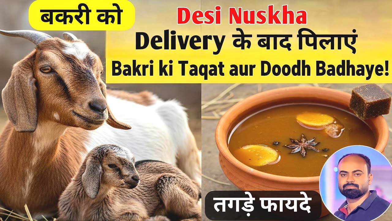 Goat Care After Delivery/ Bakri Ko Baccha Dene Ke Baad Pilane Wala Desi Kada kaise banayein?