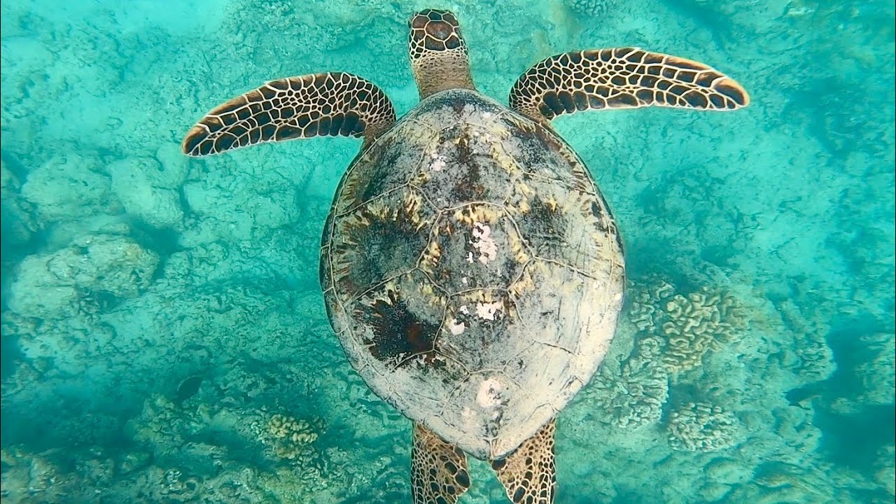 Snorkel time at Hanauma Bay, Oahu Hawaii