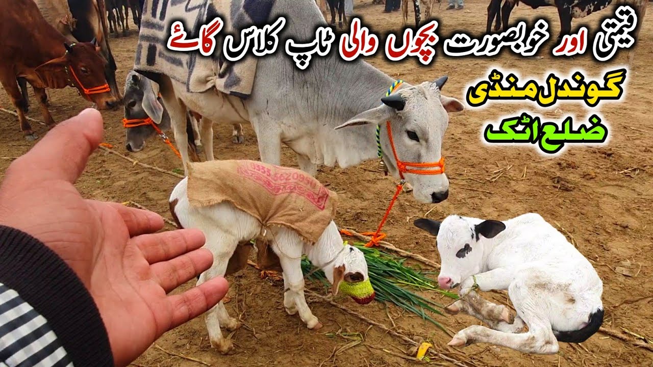 Milking Cows With Beautiful Baby Calf | Gondal Mandi Attock Latest Update January 2024