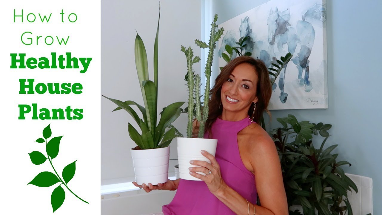 How to Grow Healthy Indoor Plants | Houseplant Tour & Tips