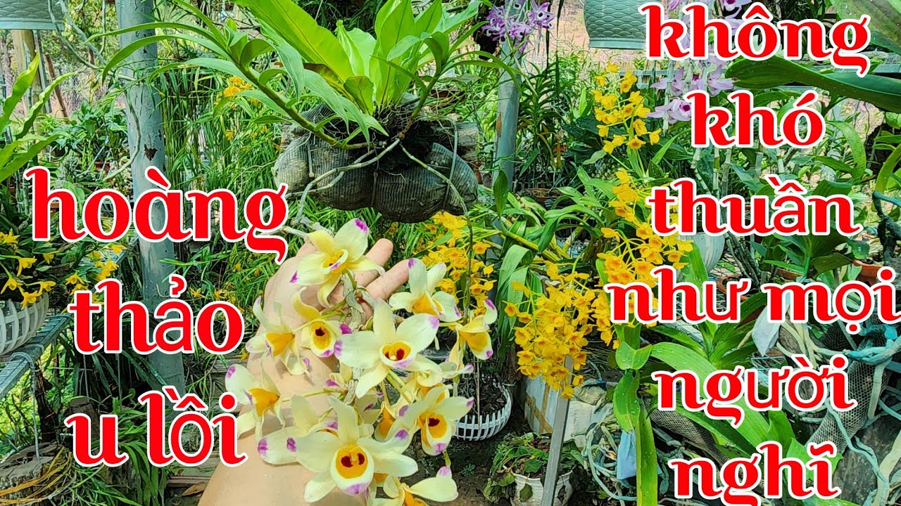 Chinh phục lan hoàng thảo u lồi không khó, cách trồng và chăm sóc hoàng thảo u lồi