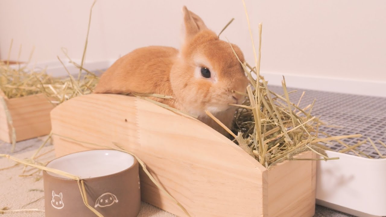上級レベルのズボラになると赤ちゃんサイズを利用して箱の中で全てを解決させようとします【No.1174】
