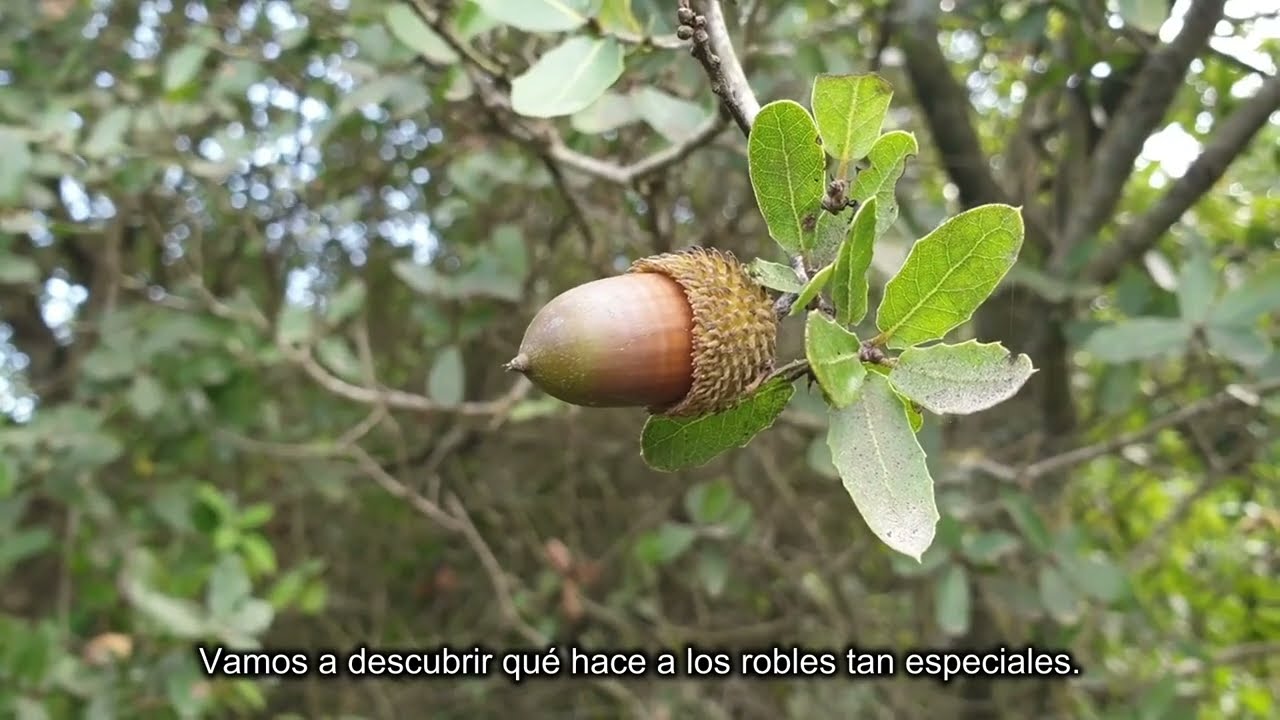 🌳 Robles: El árbol de la eternidad.
