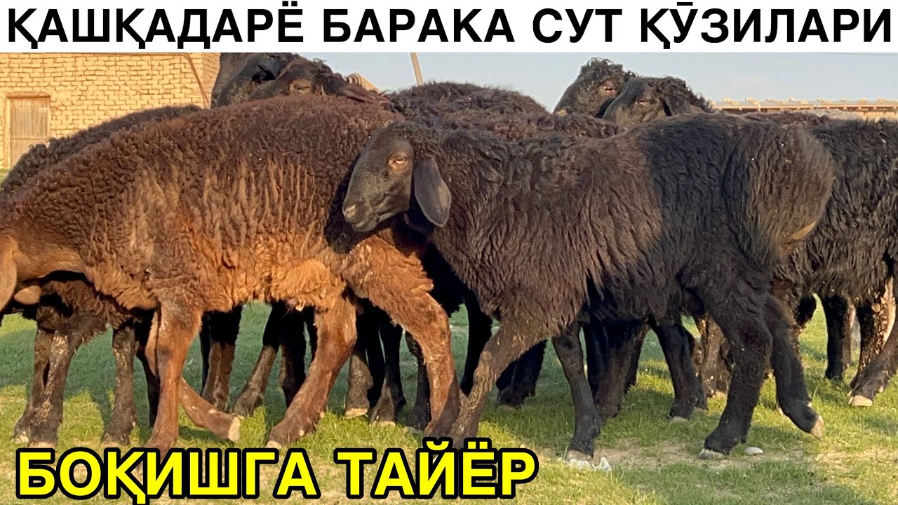 СУТ ҚӮЗИЛАР КЕЛДИ. ☎️+998914653600 ☎️+998887300709