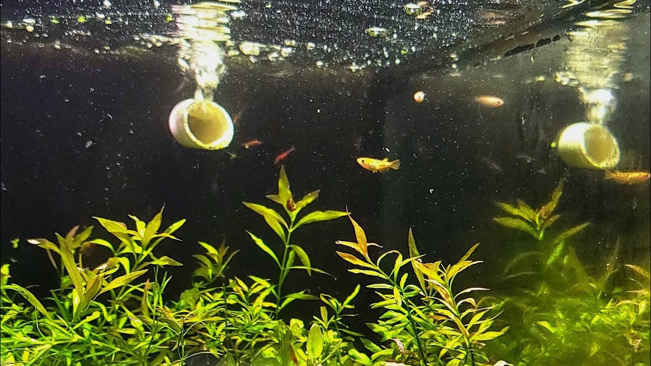 Japanese Ricefish Update 2024