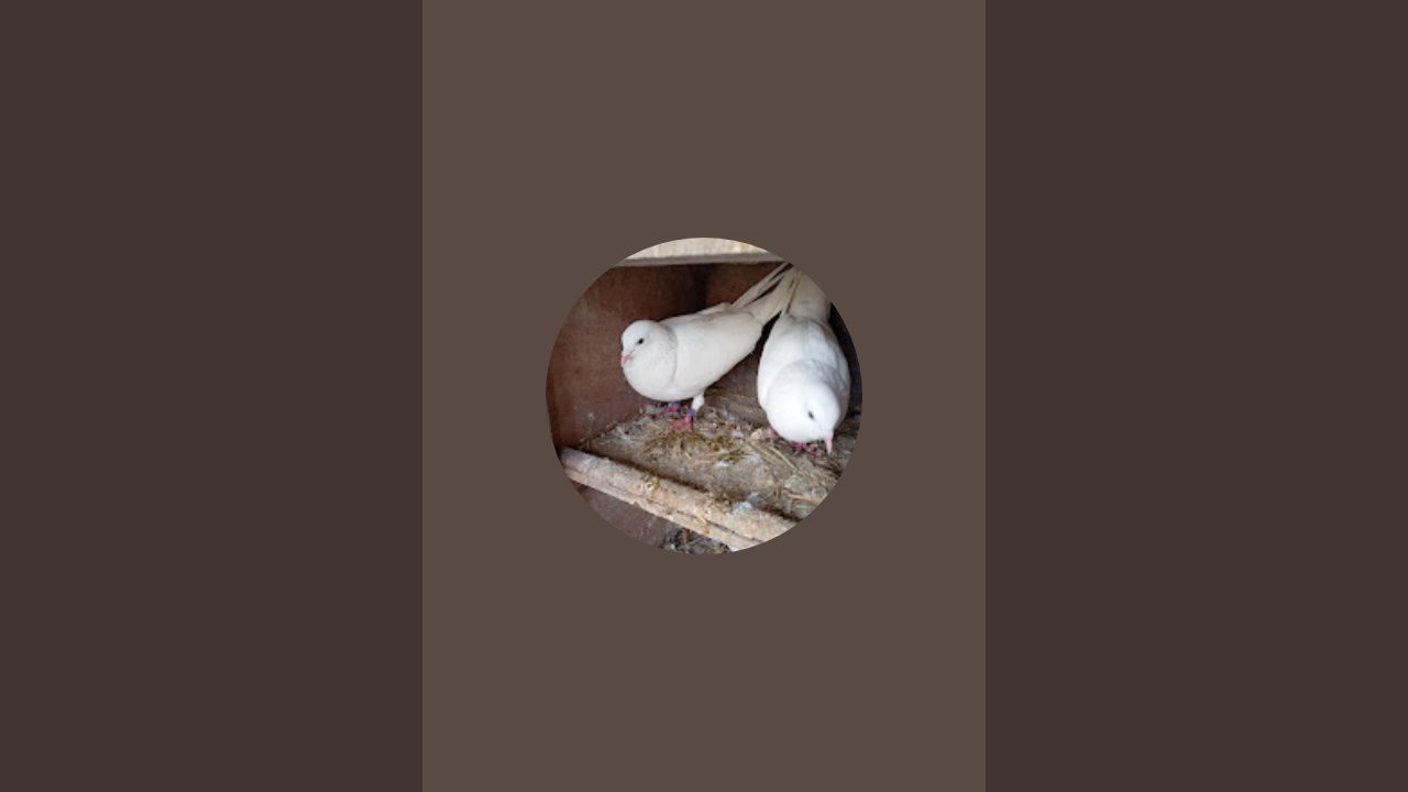 Ravi pigeons is live