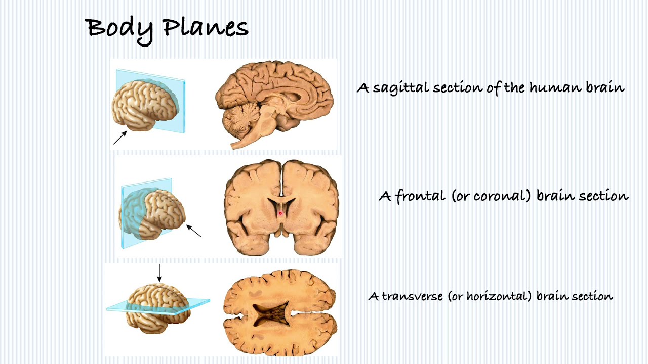 Body planes  (used in MRI, CT scan, X-RAY) Frontal, Sagittal, Transverse