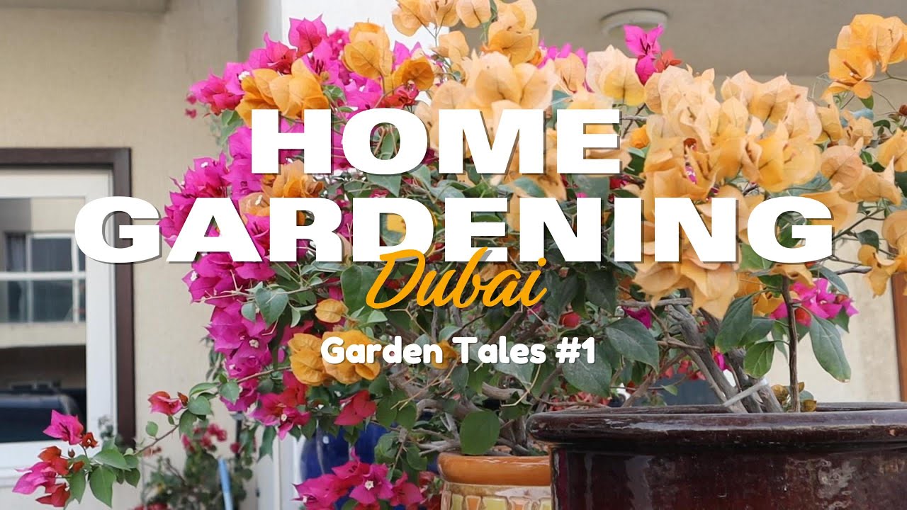 The Journey Starts Here: Growing Fresh Vegetables at Home in Dubai #1