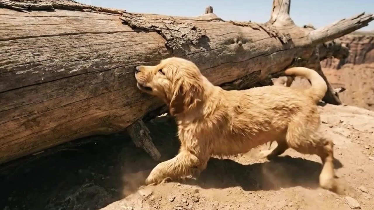 Brave Puppy Pushes Log to Stop Cars and Save Trapped Mother Dog