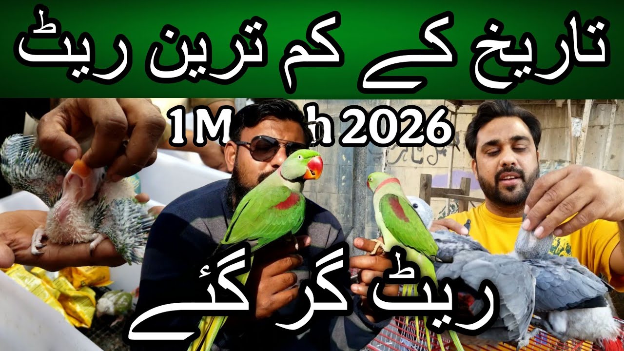 Lalukhet exotic birds market 1 March 2026 | Cheapest price parrot market in Karachi Pakistan