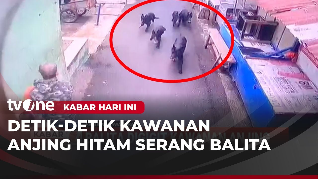 Kawanan Anjing Gigit Warga hingga Luka, Korban Disuntik Vaksin Rabies | Kabar Hari Ini