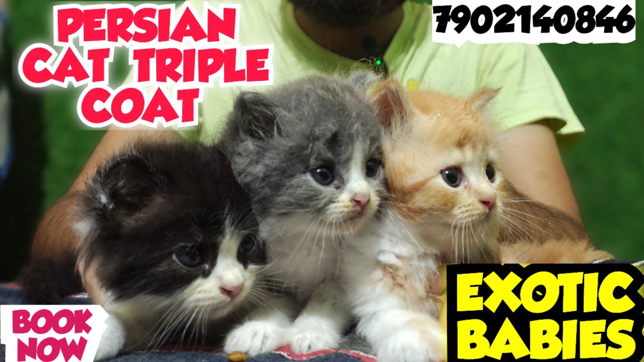 🤯IMPORT LINE EXOTIC TRIPLE COAT BABIES FOR SALE • HOME DELIVERY AVALIABLE ❣️#cat #kitten #pets
