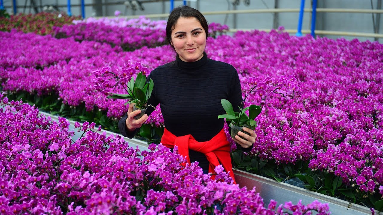 Sevgililer Günü orkidelerinin yüzde 30'u Adana'dan