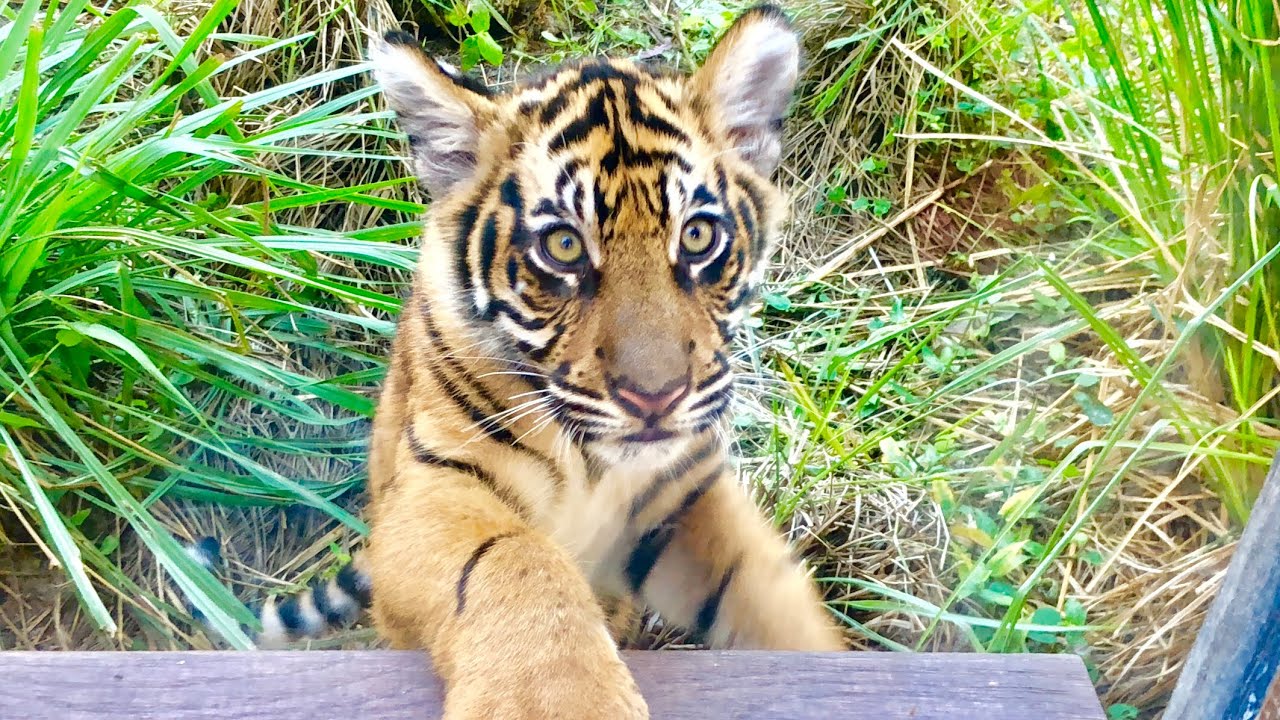 Sumatran Baby Tiger Cubs Debut at Disney’s Animal Kingdom - Maharajah Jungle Trek
