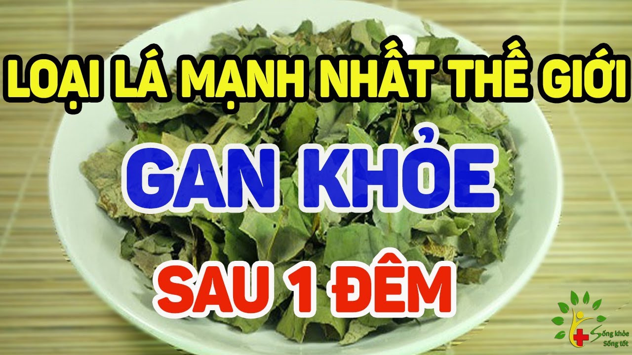 Loại lá mạnh nhất thế giới giúp gan khỏe sau 1 đêm