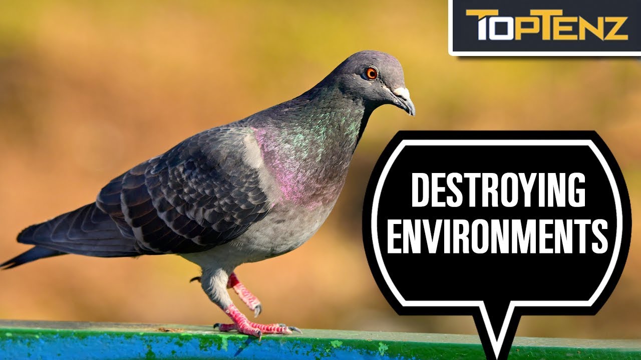 10 Monumentally Destructive Bird Species