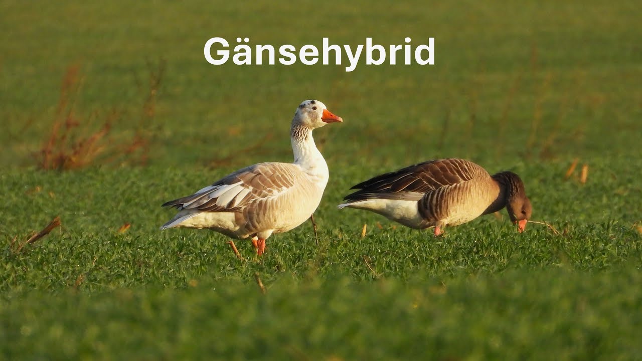 Grauganshybrid - H&ouml;chstwahrscheinlich ein Graugans x Hausgans Hybrid