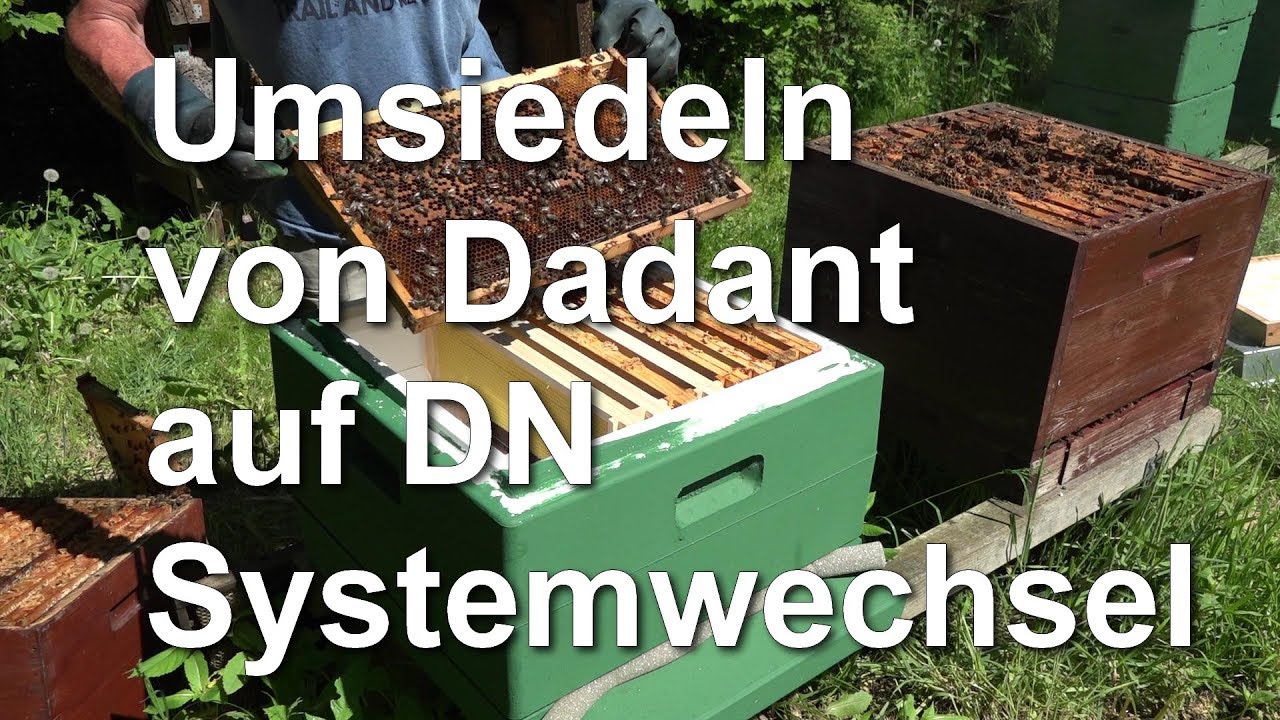 Umsiedeln - Umwohnen von Dadant auf DN - Systemwechsel mit Flugling - Brutling -
