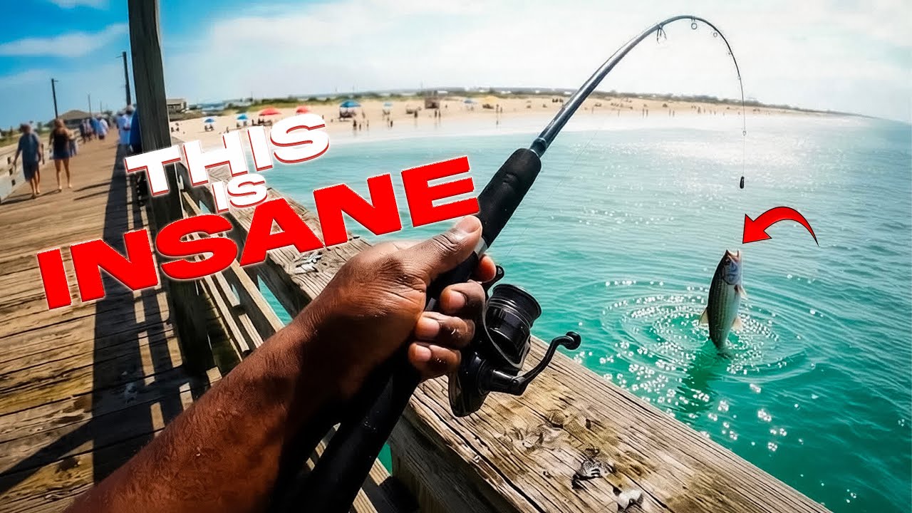 Fishing at a pier with tons of BIG fish