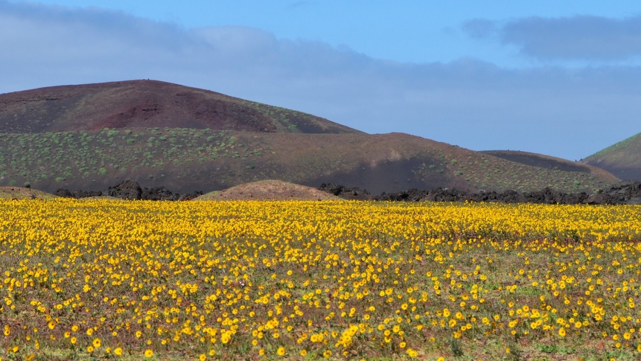South Lanzarote's Rare Bloom: Pico Redondo, Timanfaya Volcanoes, El Golfo, Bermeja, Monta&ntilde;a Roja