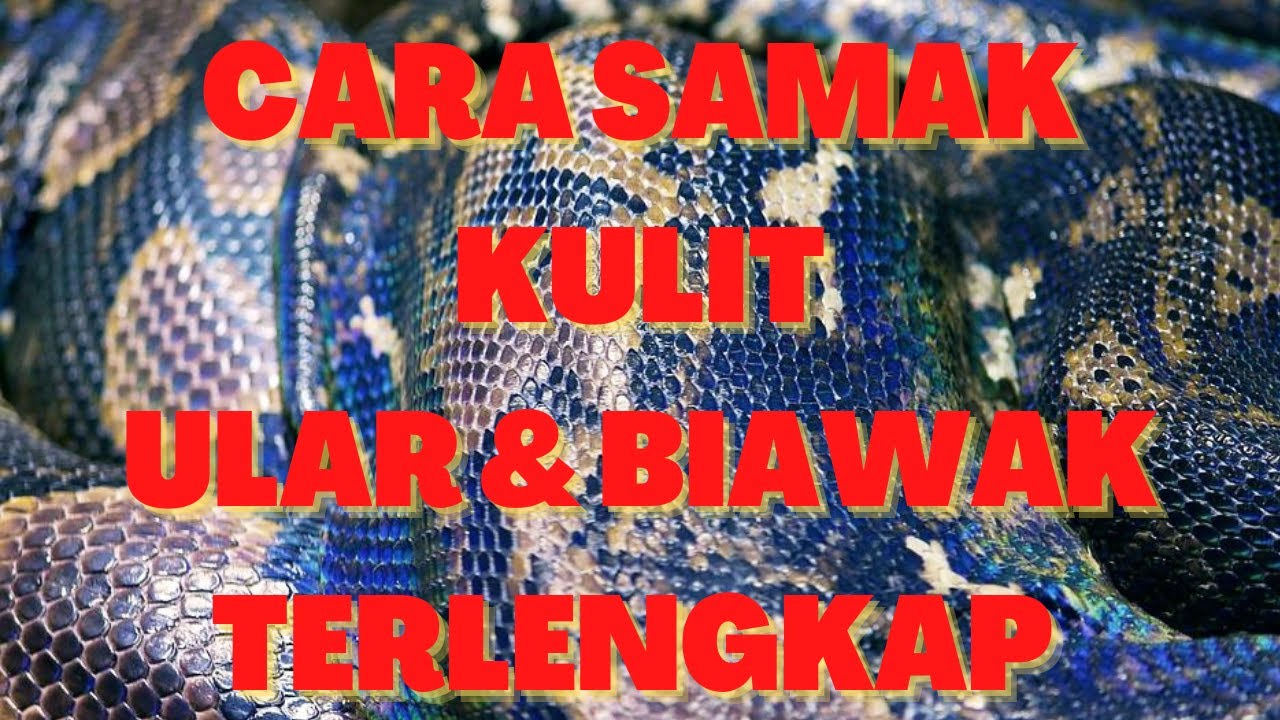 CARA MENYAMAK KULIT ULAR DAN BIAWAK TERLENGKAP