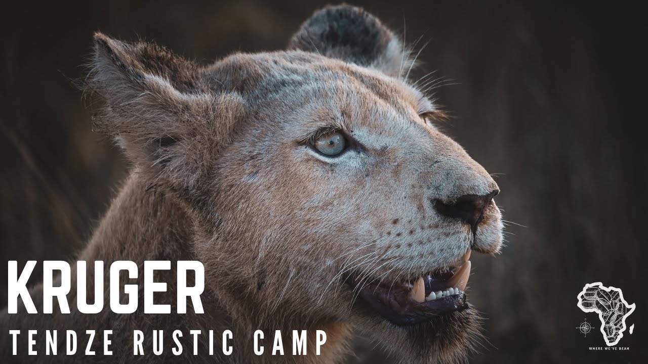 Kruger National Park | Tsendze | Tsendzeleka Rustic Camp | White Lion
