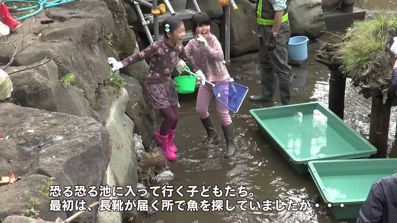 鍋島松濤公園かいぼり