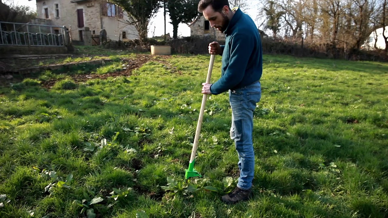 L'Arrache Rumex - La Fabriculture