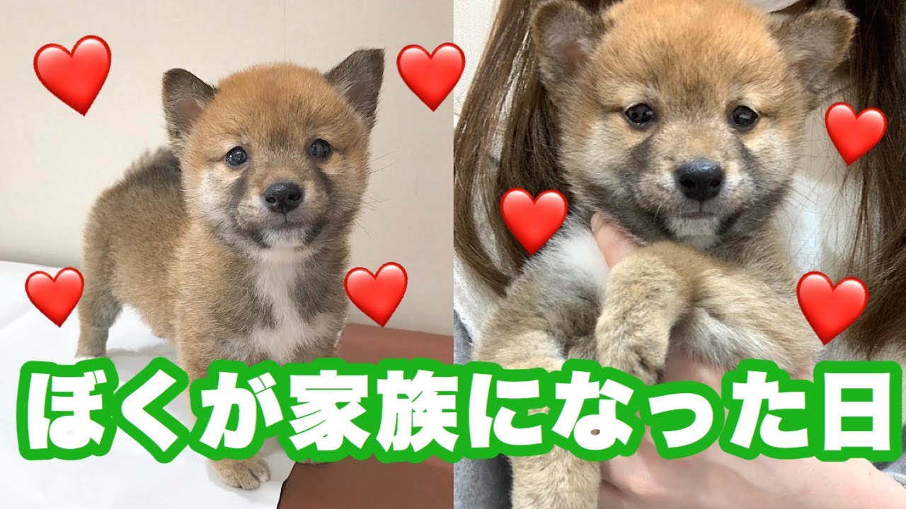 豆柴子犬のお迎え日〜僕はこうして家族になりました〜【生後69日】