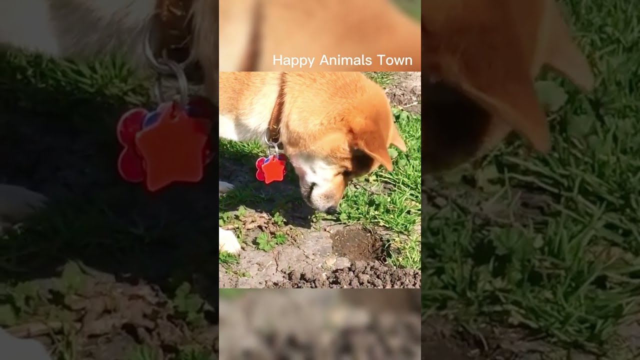 Can we be  friend? dog and mouse 