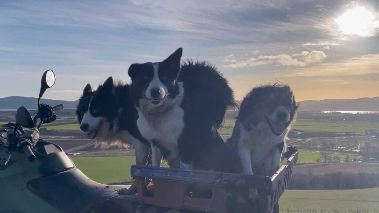 Dog lovers WATCH THIS VIDEO, 5mins of dogs running free, The Great Run