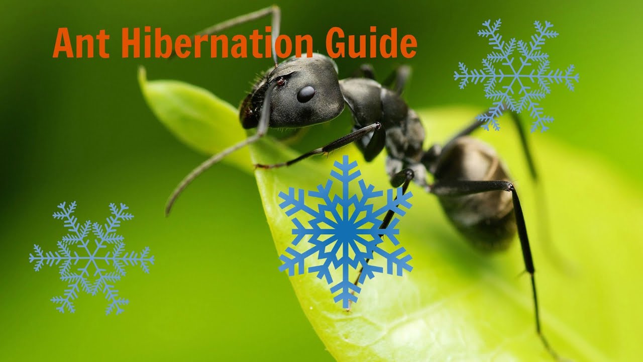 How to Hibernate your Ant Colony