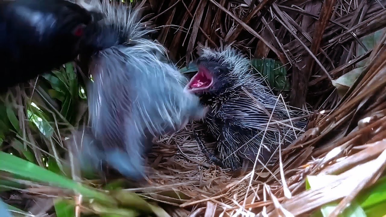 Mother Bird Losing Her Patience with Greedy Chicks!