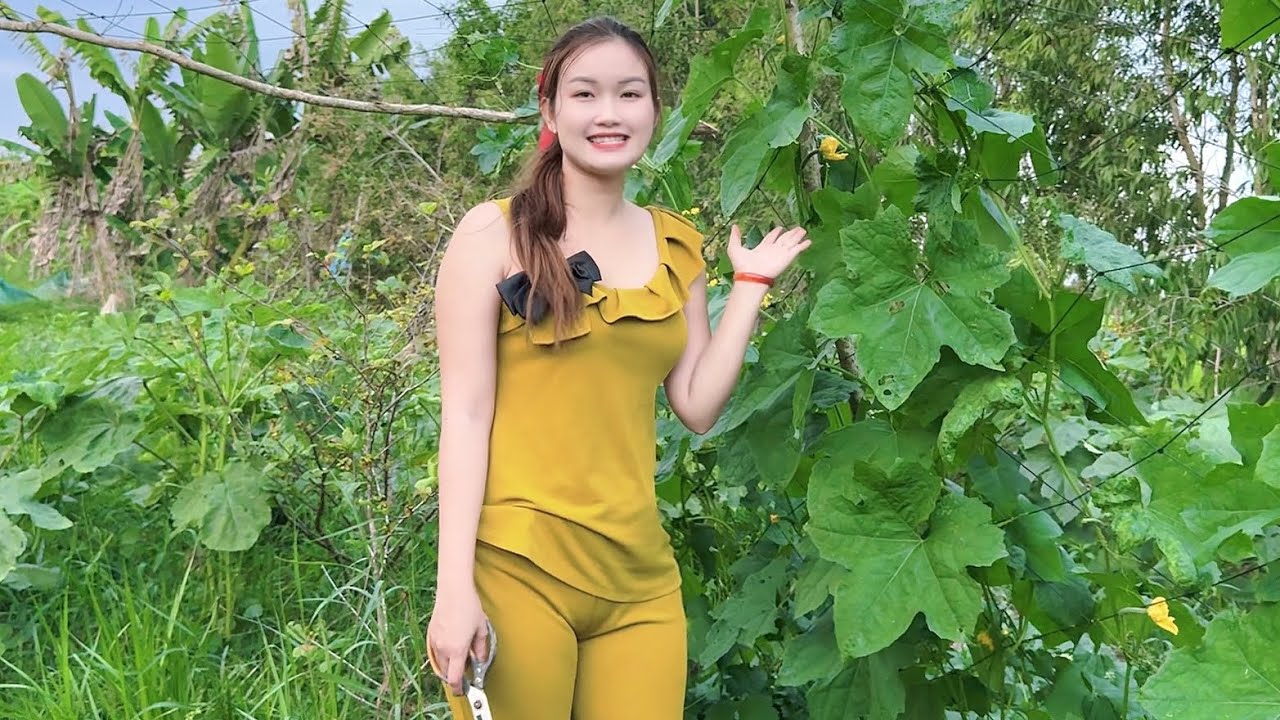 2 Tháng Trồng Đậu Bắp Trái Sum Xuê Phát Mê | Harvest okra after 2 months of planting.