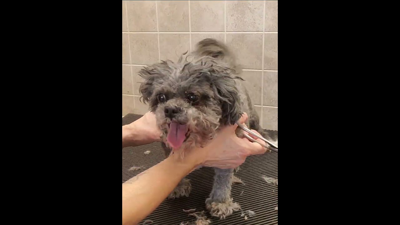 How to trim a difficult senior Shih-Tzu's face with scissors, fidgety, dog grooming, no restraints