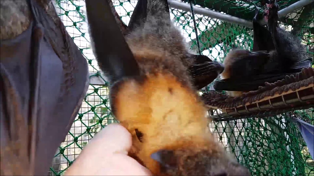Walter Gelert and Teddy senior Grey-headed flying-foxes