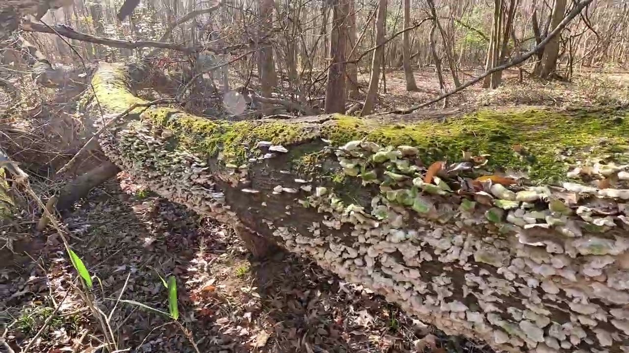 General Greene Tree hike 1.15.26