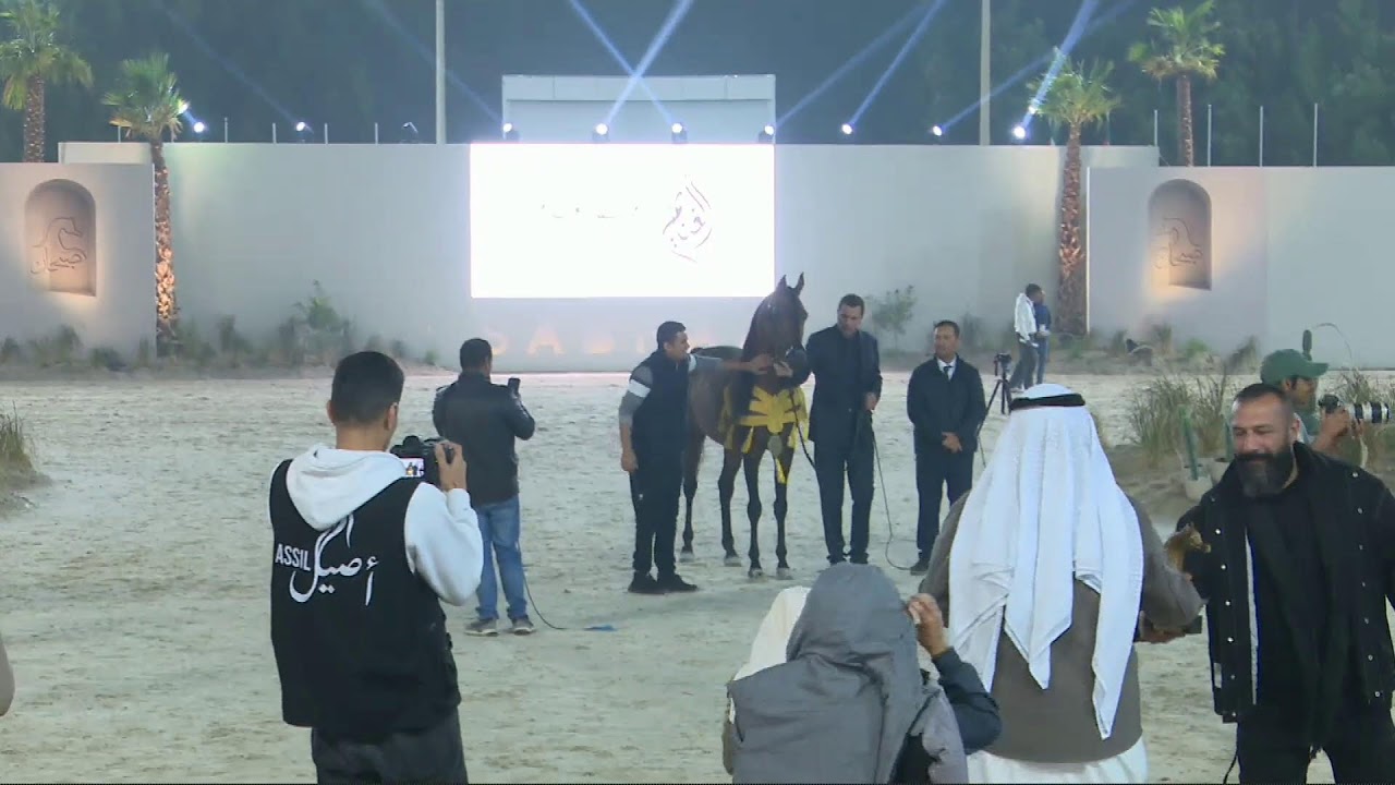 بطولة صبحان الخيول العربية الاصيلة