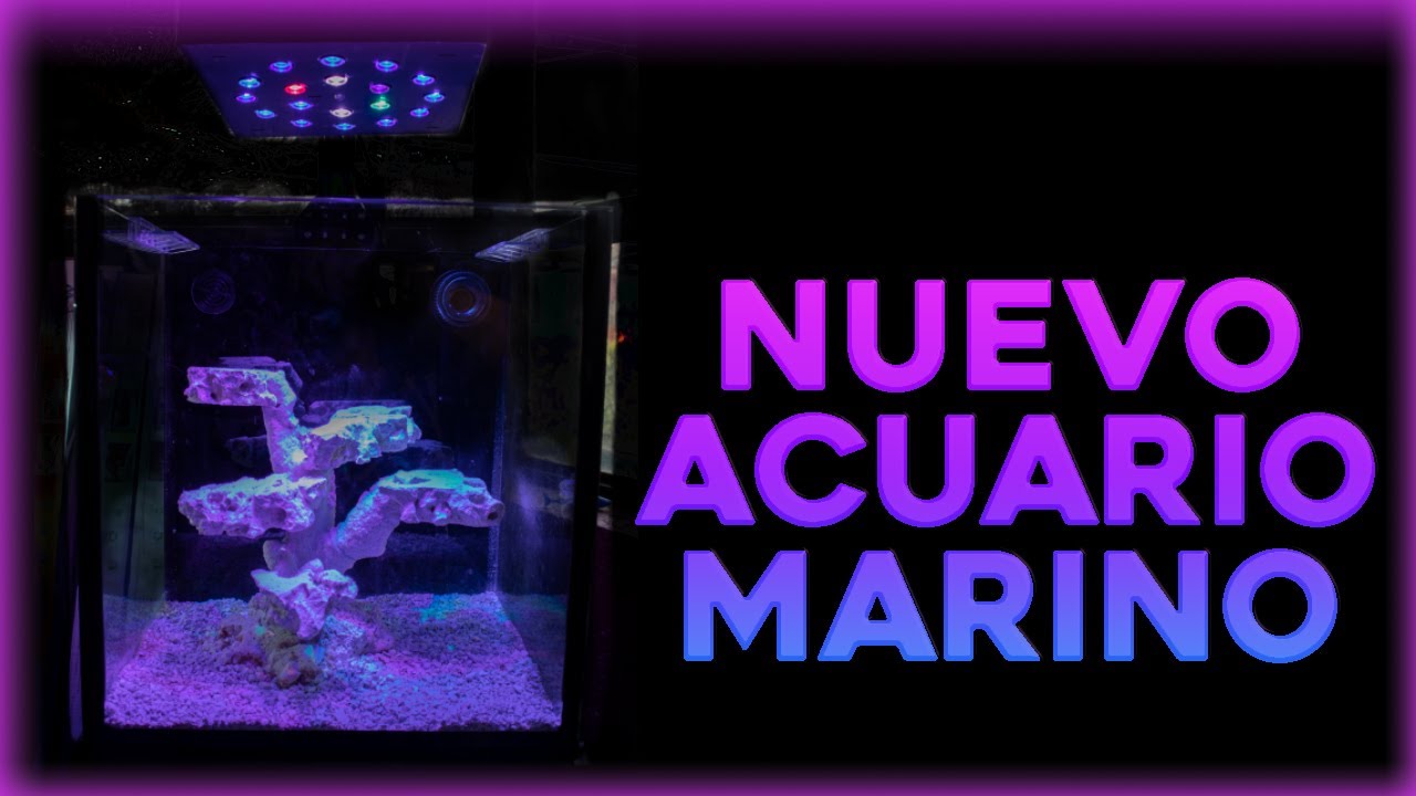 NUEVO ACUARIO MARINO PASO A PASO| ACUARIO CON SUMP| ACUARIO AGUA SALADA