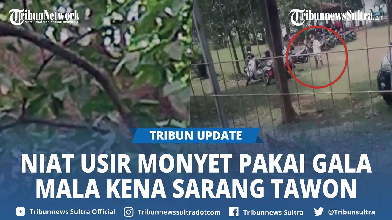 Viral Rekaman Seorang Pria Diserang Tawon, Berawal Mencoba Usir Monyet Pakai Gala Malah Kena Sarang