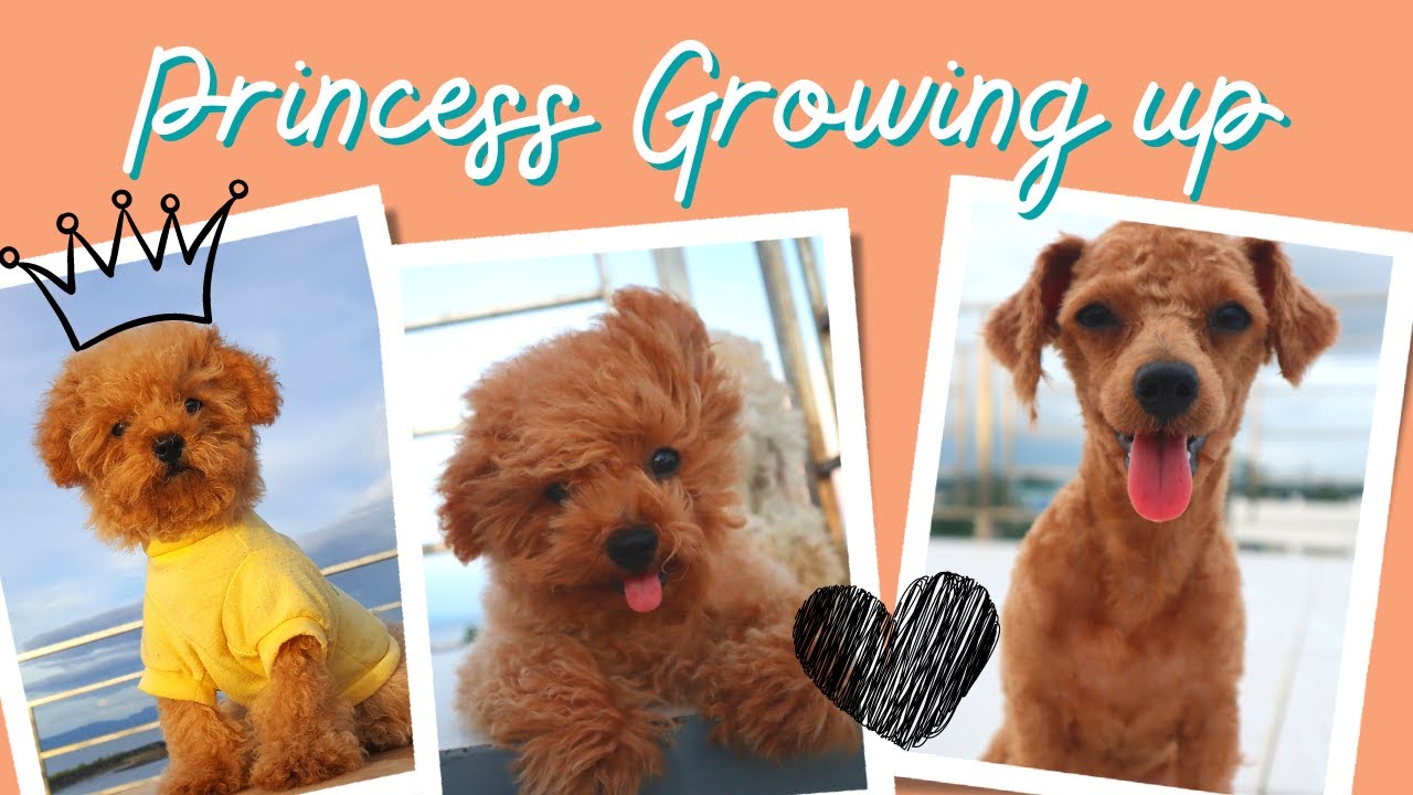 Our little Princess growing up 2 months up to 7 months (Toy Poodle) || Philippines