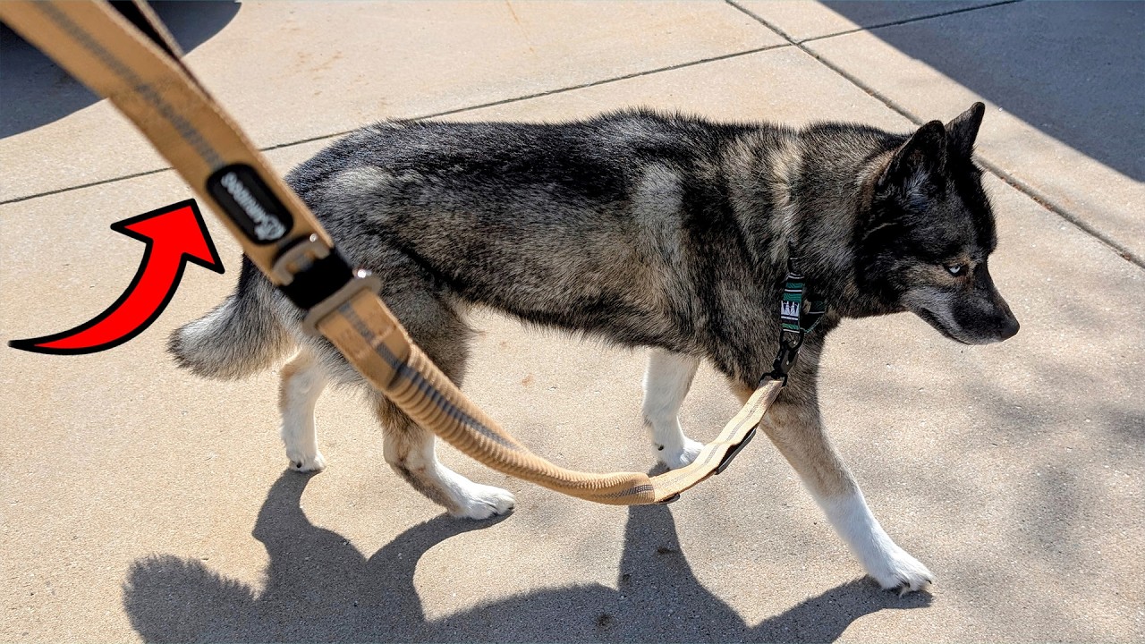 Shock Absorbing Bungee Leash For Powerful Dogs!