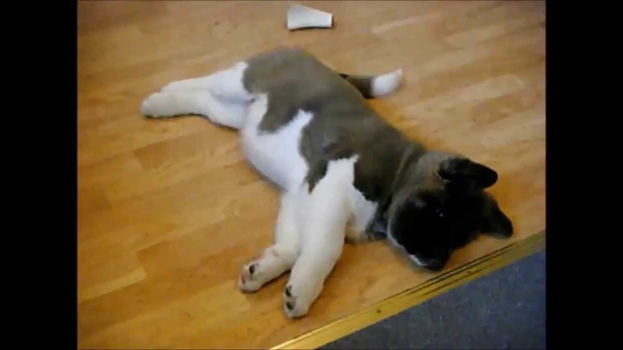 Keiko - Our Beautiful, Nutball Akita