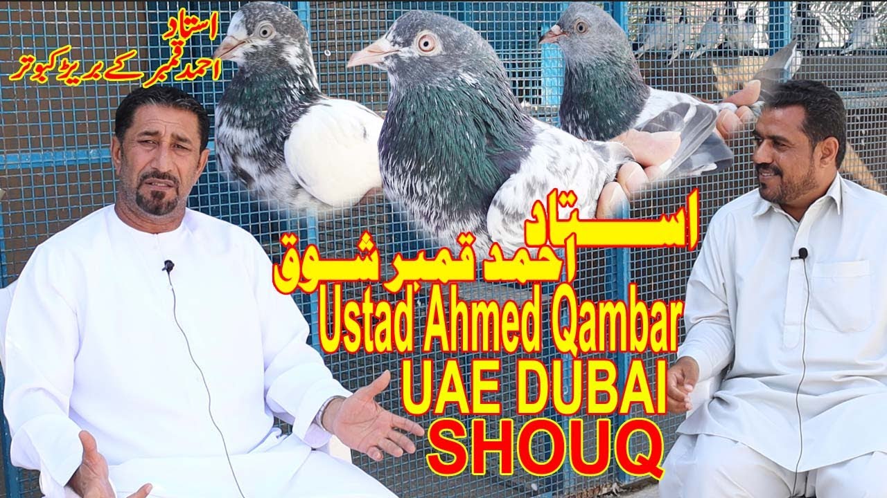 Ustad Ahmed Qambar|Shouq| Pure Teddy Kabotar|Baaziyon Wale Kabotar|شوق مع استاذ احمد قمبر دبي|