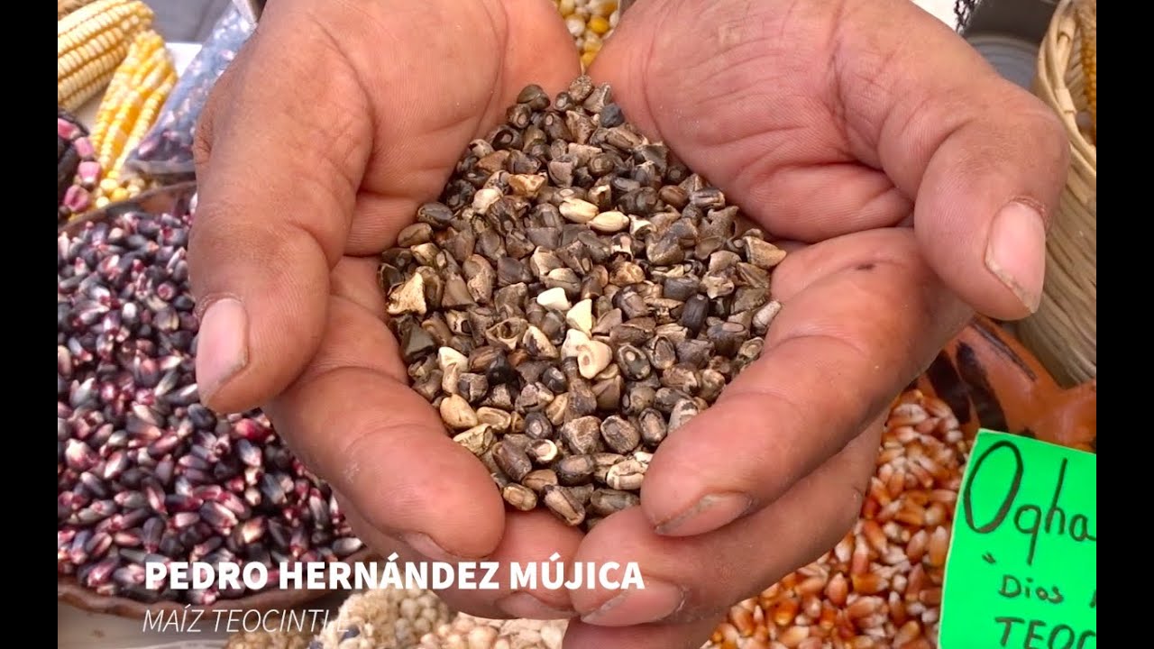 IXTENCO, PEDRO HERNANDEZ MÚJICA, MAIZ TEOCINTLE
