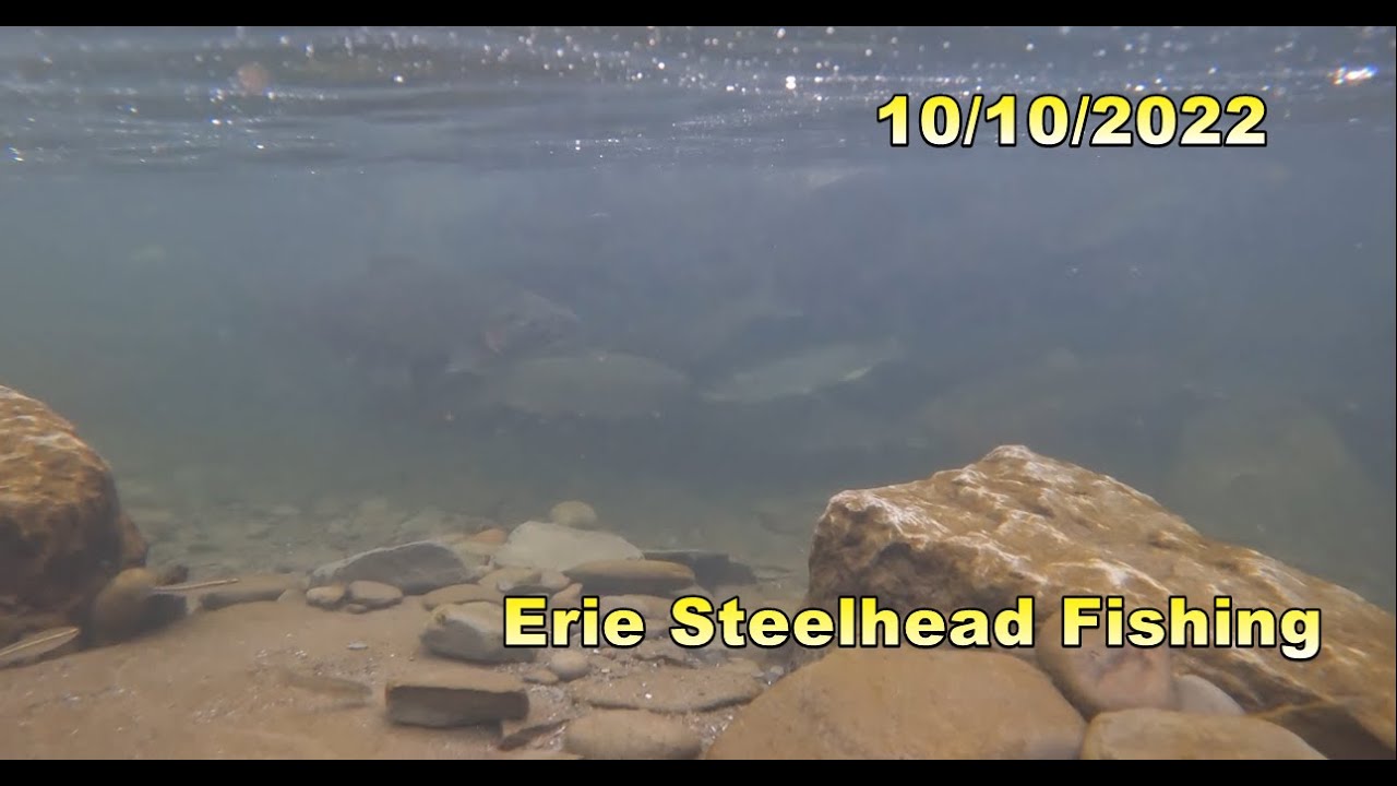 Erie Steelhead Fishing Oct 10th 2022 -  Lake at Trout Run and Elk