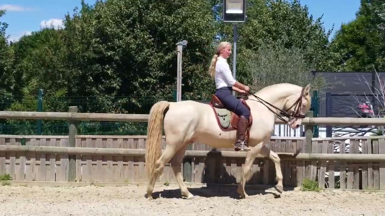 Korrektes angaloppieren.